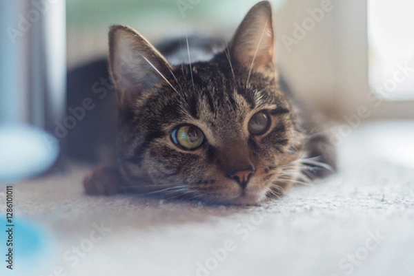 Fototapeta portrait of a cat in house