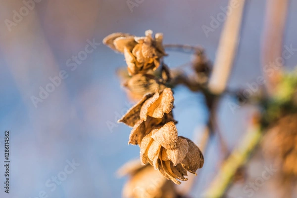 Fototapeta autumn leaves in the wind