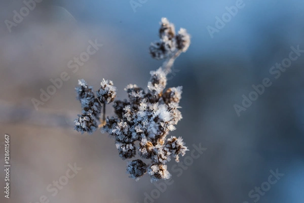 Fototapeta frost on branches of a tree