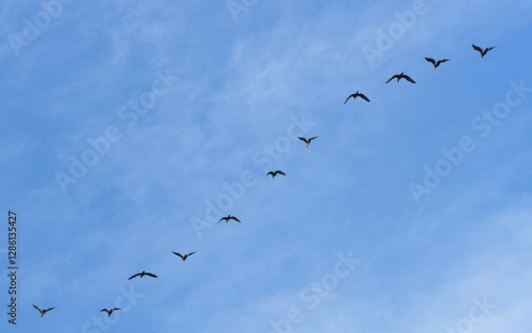 Fototapeta BANDADA DE MORITO COMÚN (Plegadis Falcinellus) VOLANDO EN FORMACIÓN