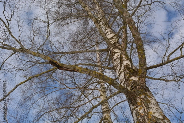 Fototapeta Winter birch trees against a background of blue sky with clouds on a sunny winter day