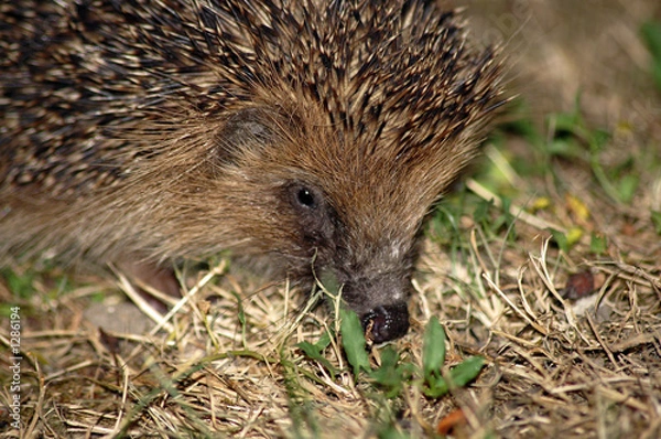Fototapeta riton le herisson