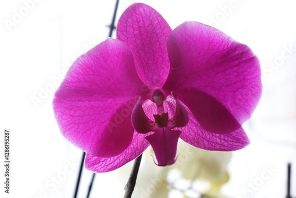 Fototapeta Orchideen,