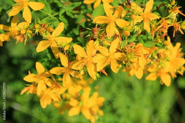 Obraz Yellow St. John's Wort