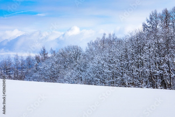 Fototapeta Snow Covered Pine Trees Landscape with Clear Sky