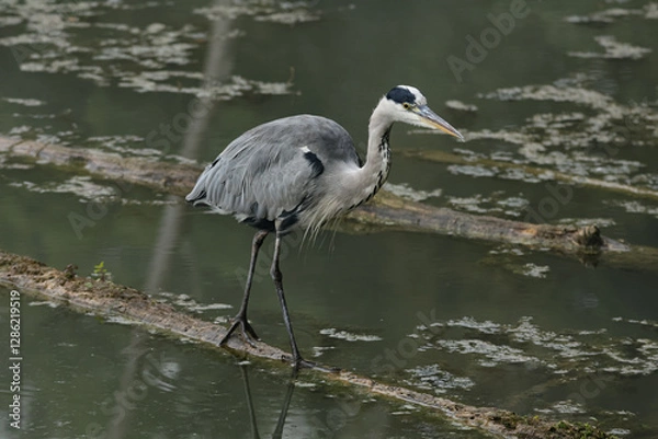 Fototapeta un héron cendré sur un tronc d'arbre 