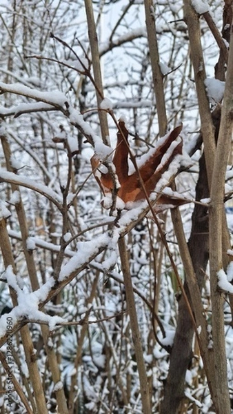 Fototapeta snow on tree