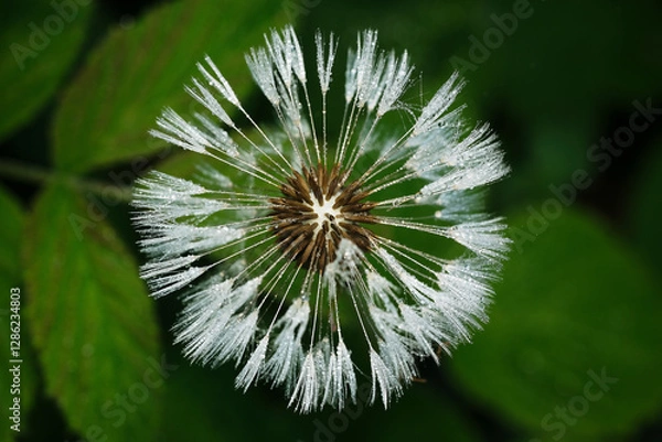 Obraz dmuchawiec i rosa