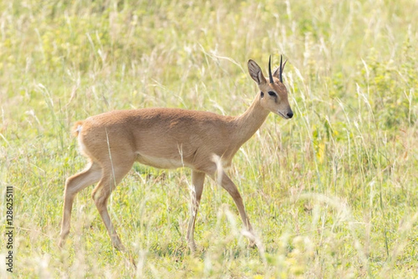 Obraz Small african antelope