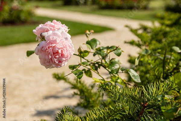 Obraz Pink roses in sunlight near a garden pathway. Light pink roses blooming in a park, bathed in warm sunlight, with a curving pathway in the background on a beautiful summer day.