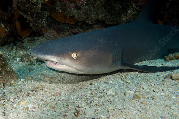 Fototapeta Whitetip Shark Cocos Island