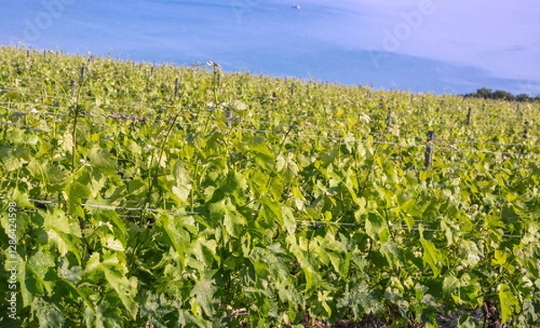 Fototapeta Vineyard in the mountains above the sea