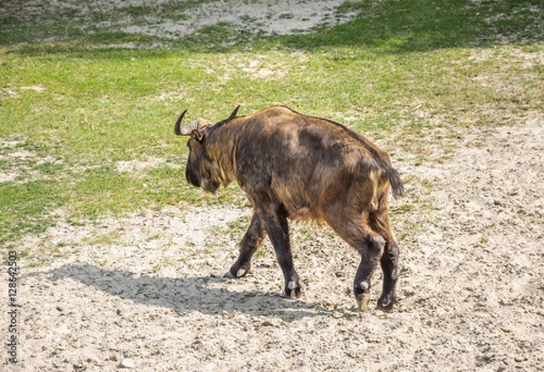 Fototapeta Bhutan takin (Budorcas taxicolor whitei). It is a vulnerable subspecies of Takin