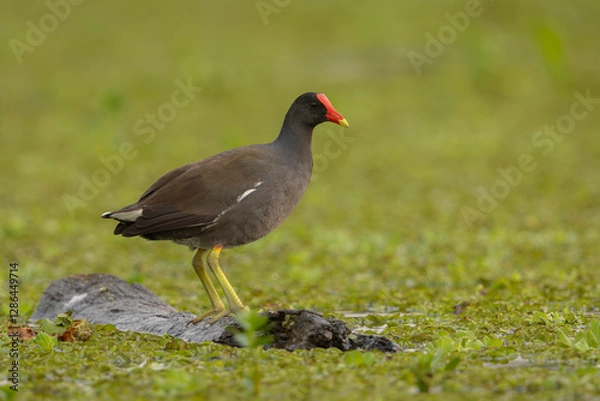 Fototapeta Common gallinule perched on a floating log in a lake
