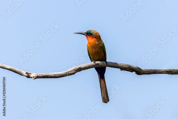 Obraz Red-throated Bee-eater