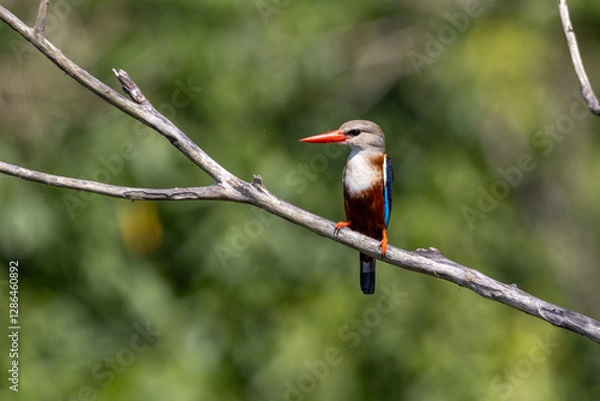 Obraz Grey-headed kingfisher