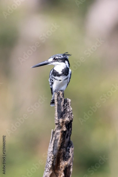 Obraz Pied kingfisher