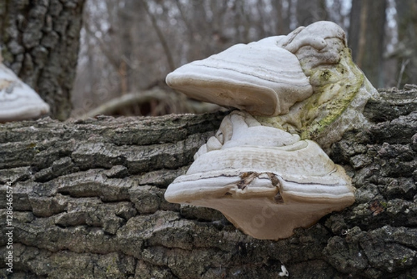 Fototapeta Fomes fomentarius mushroom on the dead tree. Known as Hoof Fungus, Tinder Conk or Ice Man Fungus. Wild mushrooms in the deciduous forest.