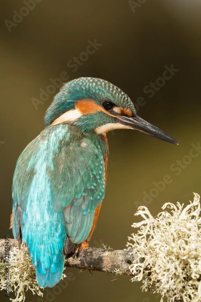 Fototapeta Kingfisher bird preening on a branch