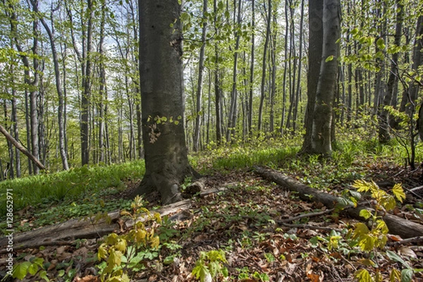 Fototapeta Path trough forest
