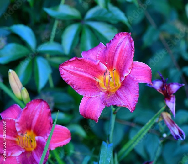 Obraz Beautiful purple daylily on a green background in our garden.