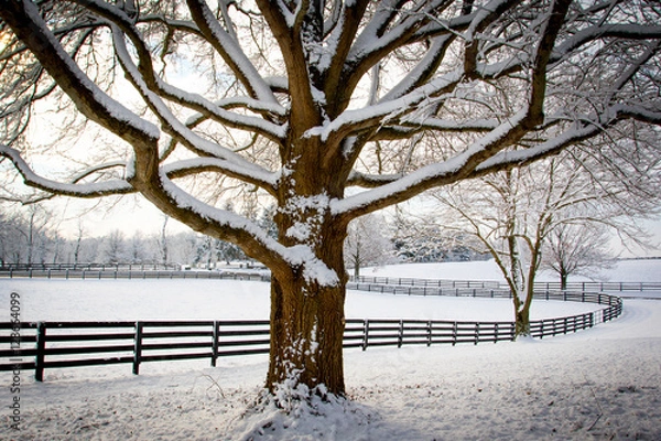 Fototapeta Winter in Kentucky.