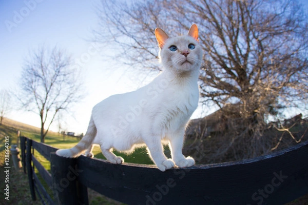 Fototapeta Barn Cat.