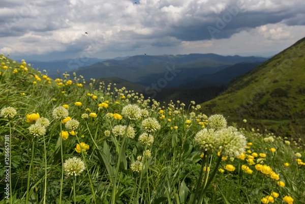 Fototapeta White flowers of Allium victorialis (victory onion, Alpine leek, Alpine broad-leaf allium) in summer Carpathian mountains, Ukraine. Unique mountain phytocenoses of the Carpathians.