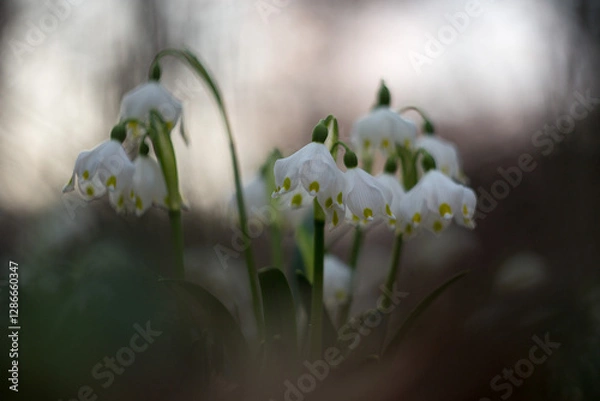 Obraz First spring flowers Spring snowflake (Leucojum vernum) in a forest biotope in magical evening light. Spring snowflake - first spring flowers ephemeroids