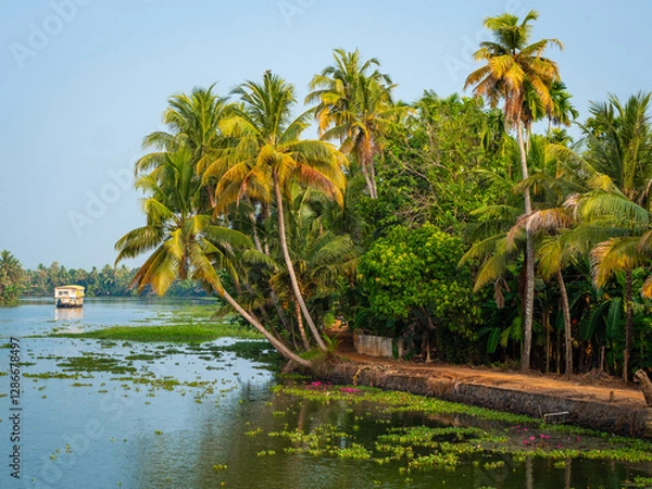 Fototapeta The vegetated shoreline of palm trees and coconut grove at Vembanad Lake south of Kochi in Kerala, India. 