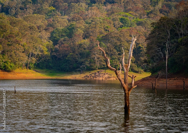 Fototapeta ‘Skeletons’ of dead trees rise from waters of the man-made Periyar Lake in Kerala, India, created when a river was dammed and the forest submerged underwater.