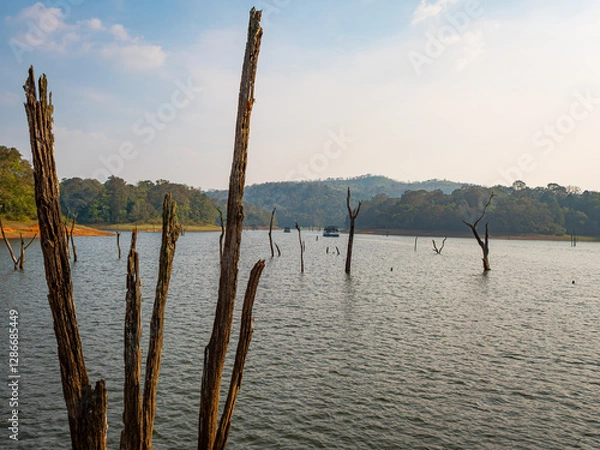 Fototapeta ‘Skeletons’ of dead trees rise from waters of the man-made Periyar Lake in Kerala, India, created when a river was dammed and the forest submerged underwater.