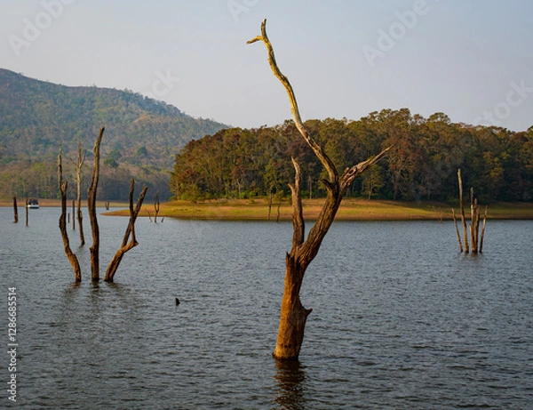 Fototapeta ‘Skeletons’ of dead trees rise from waters of the man-made Periyar Lake in Kerala, India, created when a river was dammed and the forest submerged underwater.
