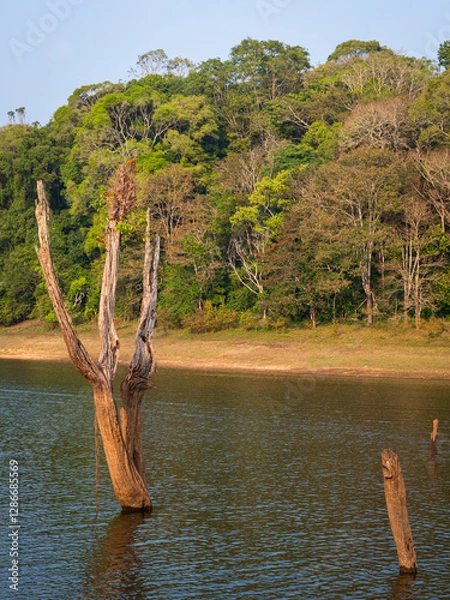 Fototapeta ‘Skeletons’ of dead trees rise from waters of the man-made Periyar Lake in Kerala, India, created when a river was dammed and the forest submerged underwater.
