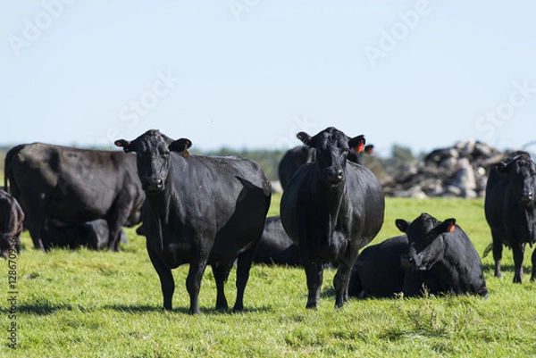 Fototapeta Black Angus Cows and calves on a Minnesota Farm