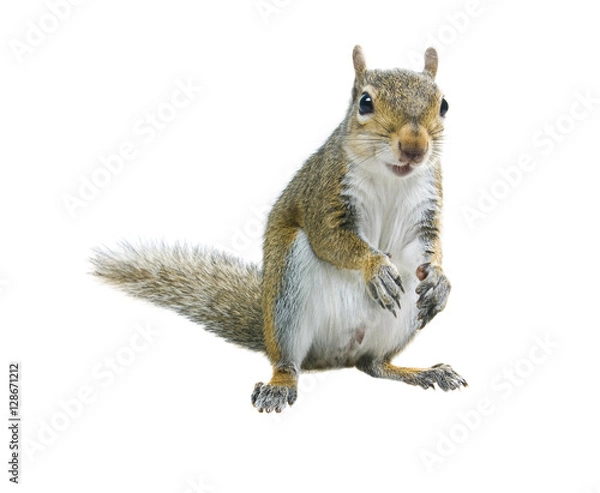 Obraz Young squirrel  seeds  on a white background