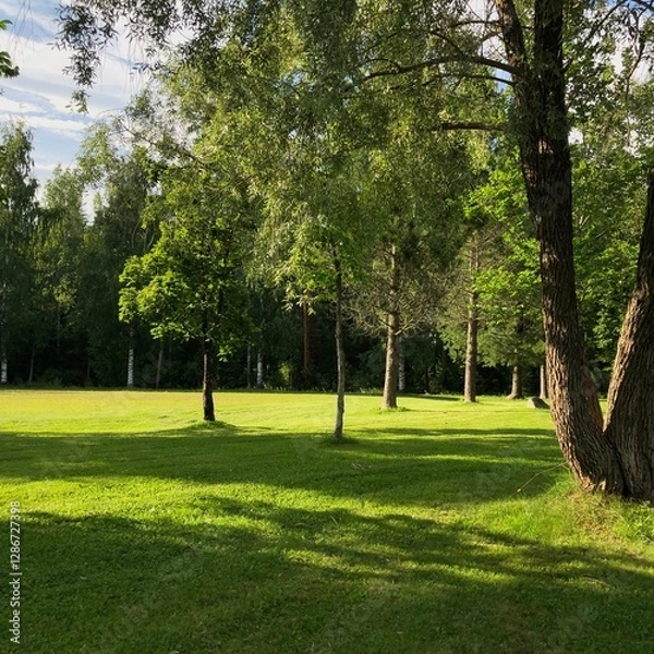 Obraz trees in the park