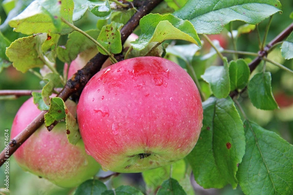 Fototapeta Red Wealthy apples on apple tree branch.