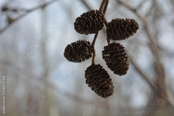 Fototapeta small brown alder cones on a blurred background