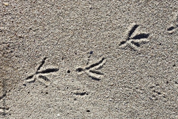 Fototapeta Bird tracks in the sand