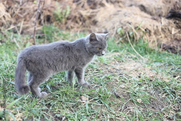 Fototapeta gray wolf cub