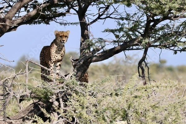Obraz cheetah in Etosha