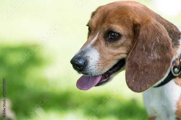 Fototapeta profile of beagle dog