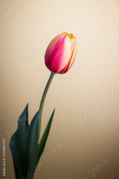 Fototapeta single pink and yellow tulip