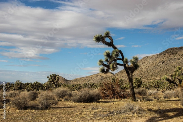 Obraz Joshua tree with bright blue sky background