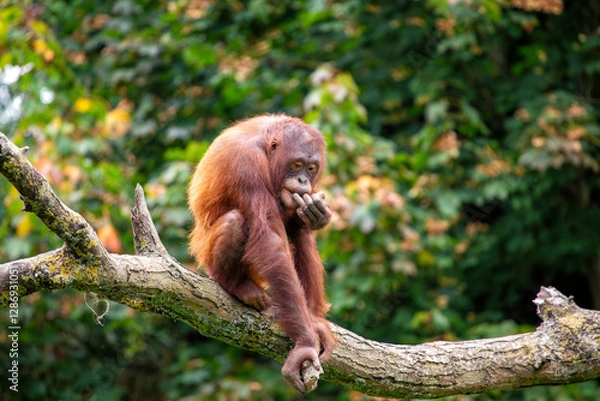 Obraz Orangutan (Pongo pygmaeus), native to Borneo and Sumatra’s rainforests