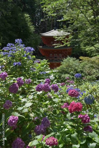 Fototapeta 岩船寺　紫陽花と三重塔　京都府木津川市加茂町