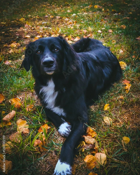 Fototapeta A large black dog stands proudly in front of a breathtaking natural backdrop, its sleek coat contrasting against the vibrant greenery. The expansive landscape of trees and open skies