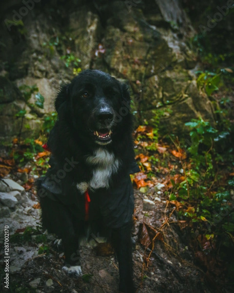 Fototapeta A large black dog stands proudly in front of a breathtaking natural backdrop, its sleek coat contrasting against the vibrant greenery. The expansive landscape of trees and open skies