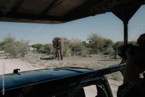 Fototapeta Aggressive male elephant with temporin on his temples (musth) close to a car of tourists in Etosha National park in Namibia